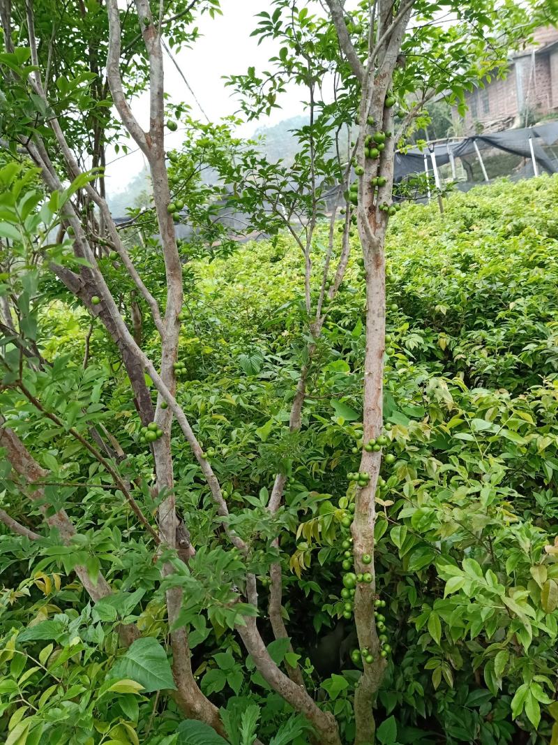 嘉宝果大苗小苗都有，非常靓丽。