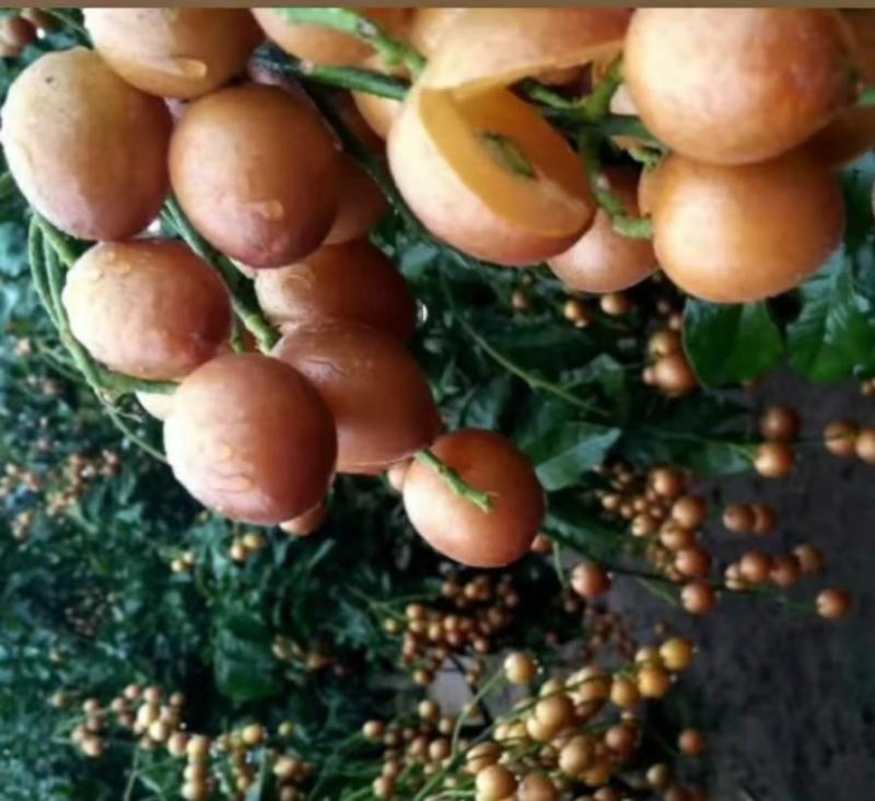 黑黄皮苗非常实惠，明年就可以开果了