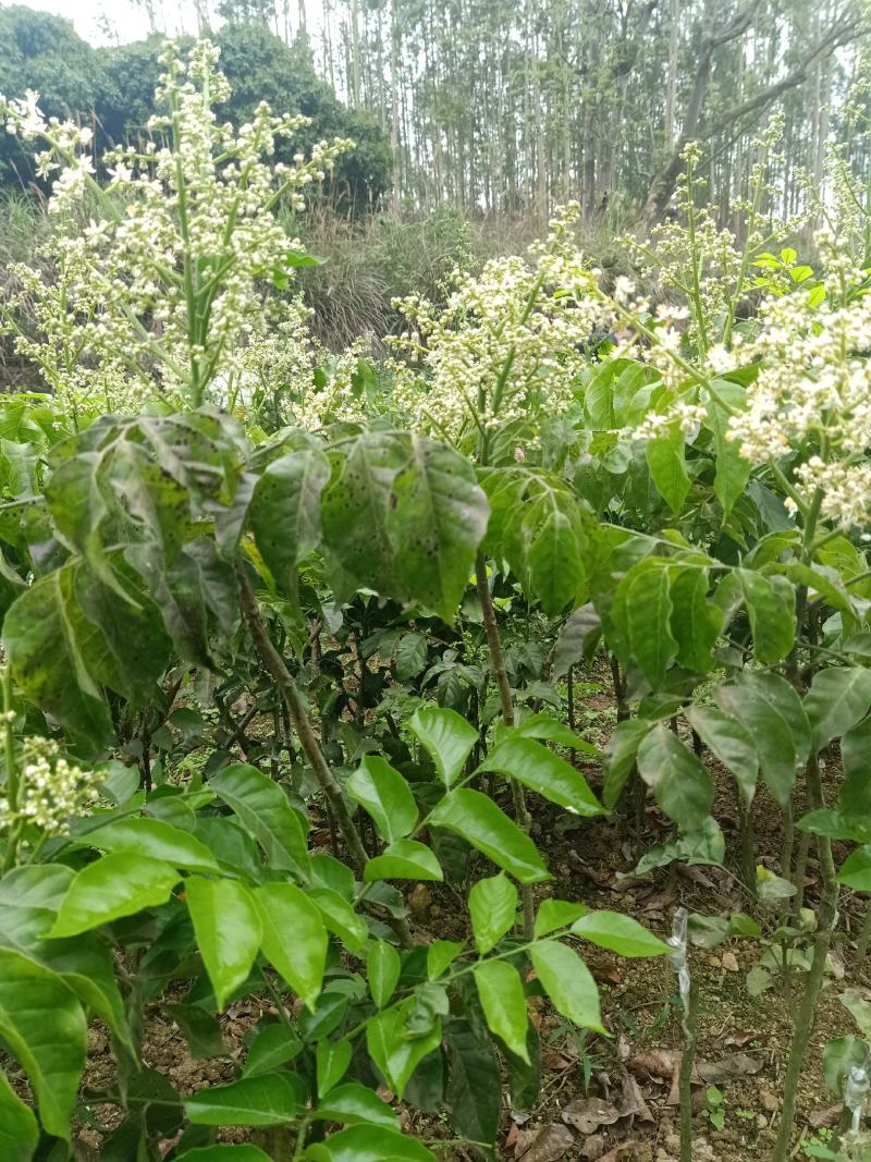 黑黄皮苗非常实惠，明年就可以开果了
