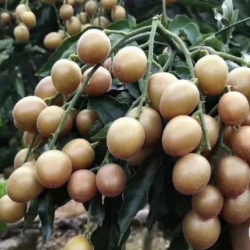 黑黄皮苗非常实惠，明年就可以开果了