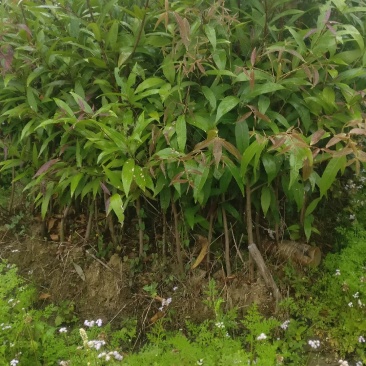 蒲桃苗水蒲桃苗，种植次年结果，