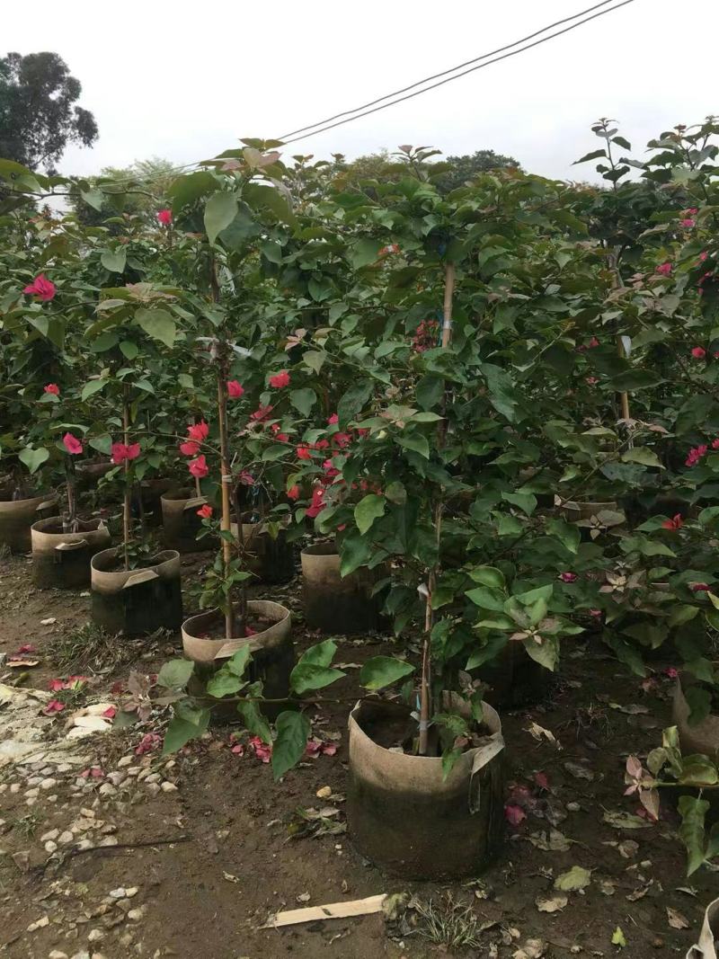 紫花红花三角梅各种规格自然形散尾球形基地实拍