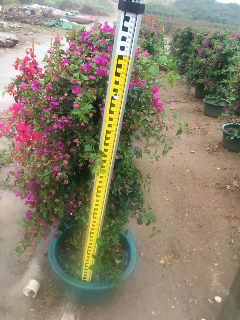 紫花红花三角梅各种规格自然形散尾球形基地实拍