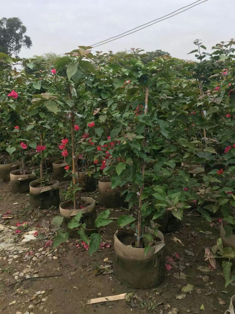 紫花红花三角梅各种规格自然形散尾球形基地实拍