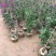 紫花红花三角梅各种规格自然形散尾球形基地实拍