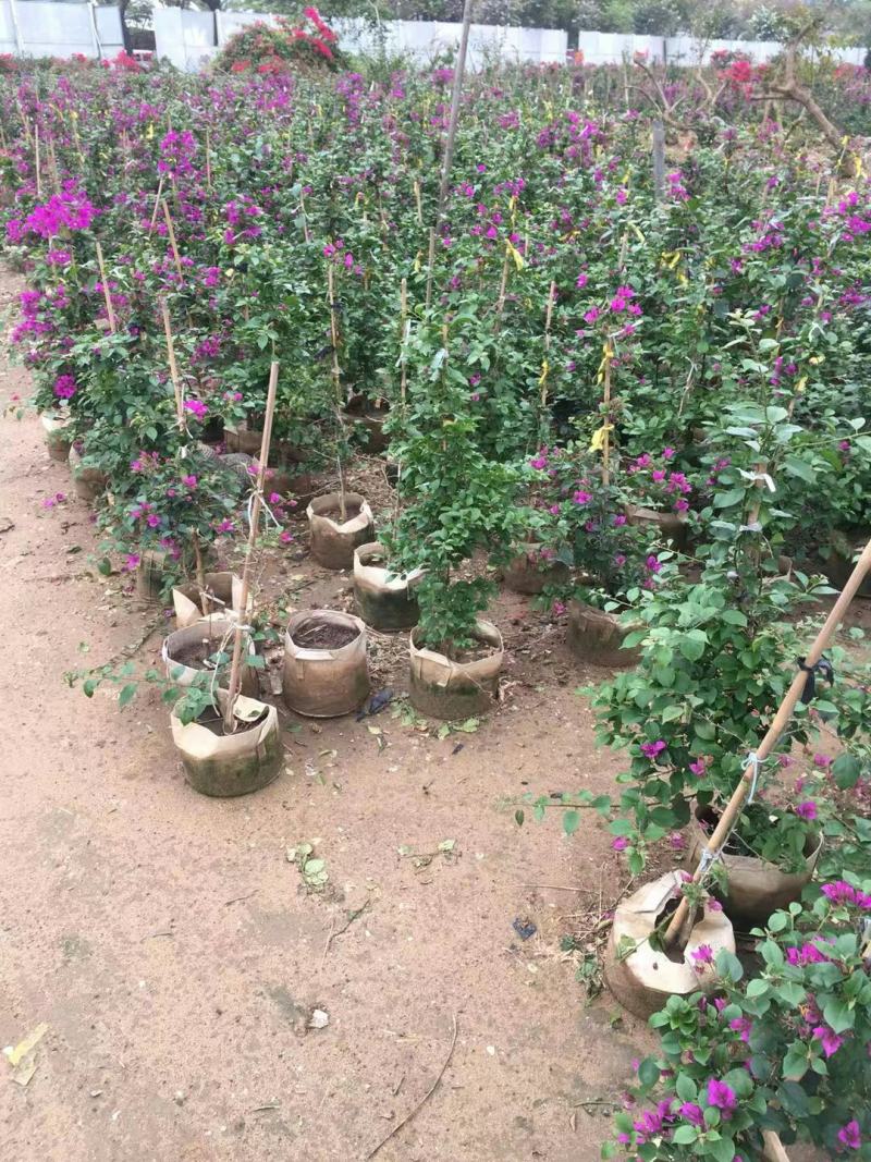 紫花红花三角梅各种规格自然形散尾球形基地实拍