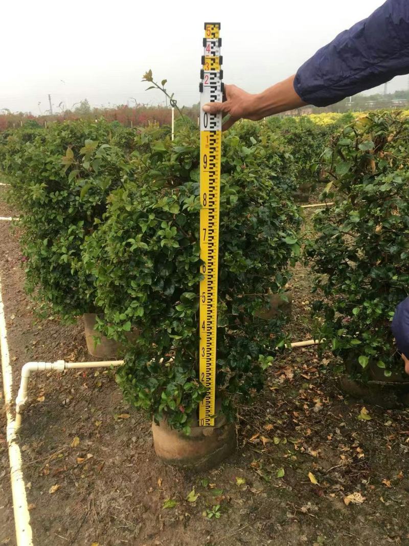 紫花红花三角梅各种规格自然形散尾球形基地实拍