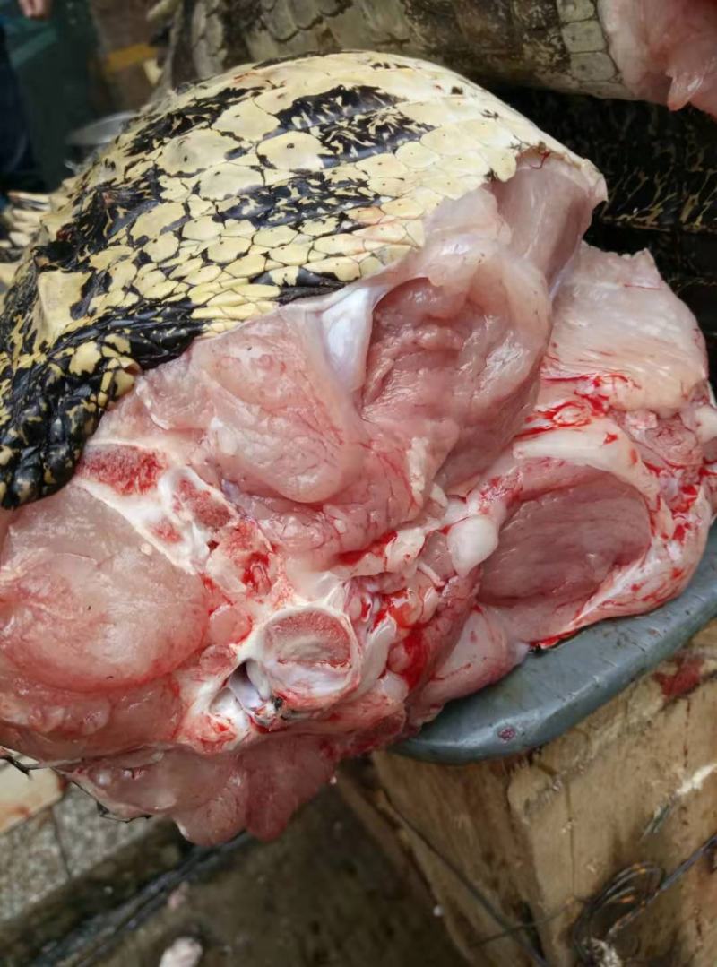 有皮去鳞鳄鱼肉质优价廉每袋都有经营利用标识贴合法销售