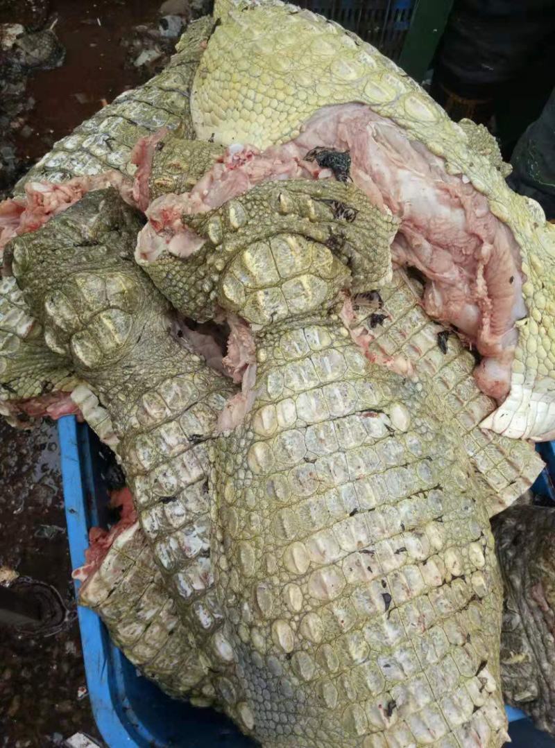 有皮去鳞鳄鱼肉质优价廉每袋都有经营利用标识贴合法销售