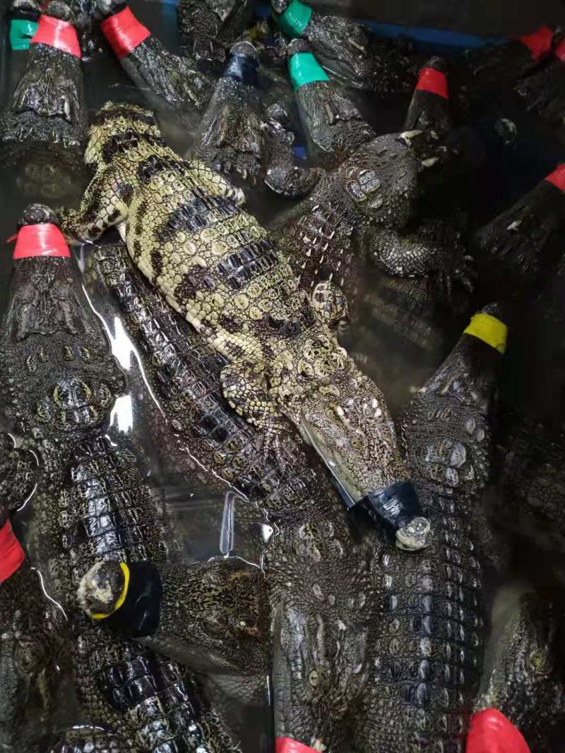 有皮去鳞鳄鱼肉质优价廉每袋都有经营利用标识贴合法销售