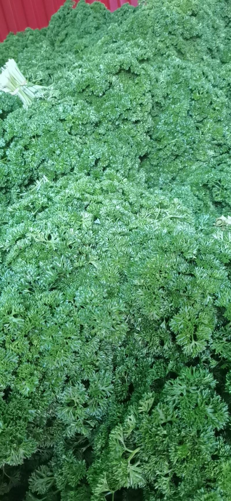 法香，基地直供，没有中间商。