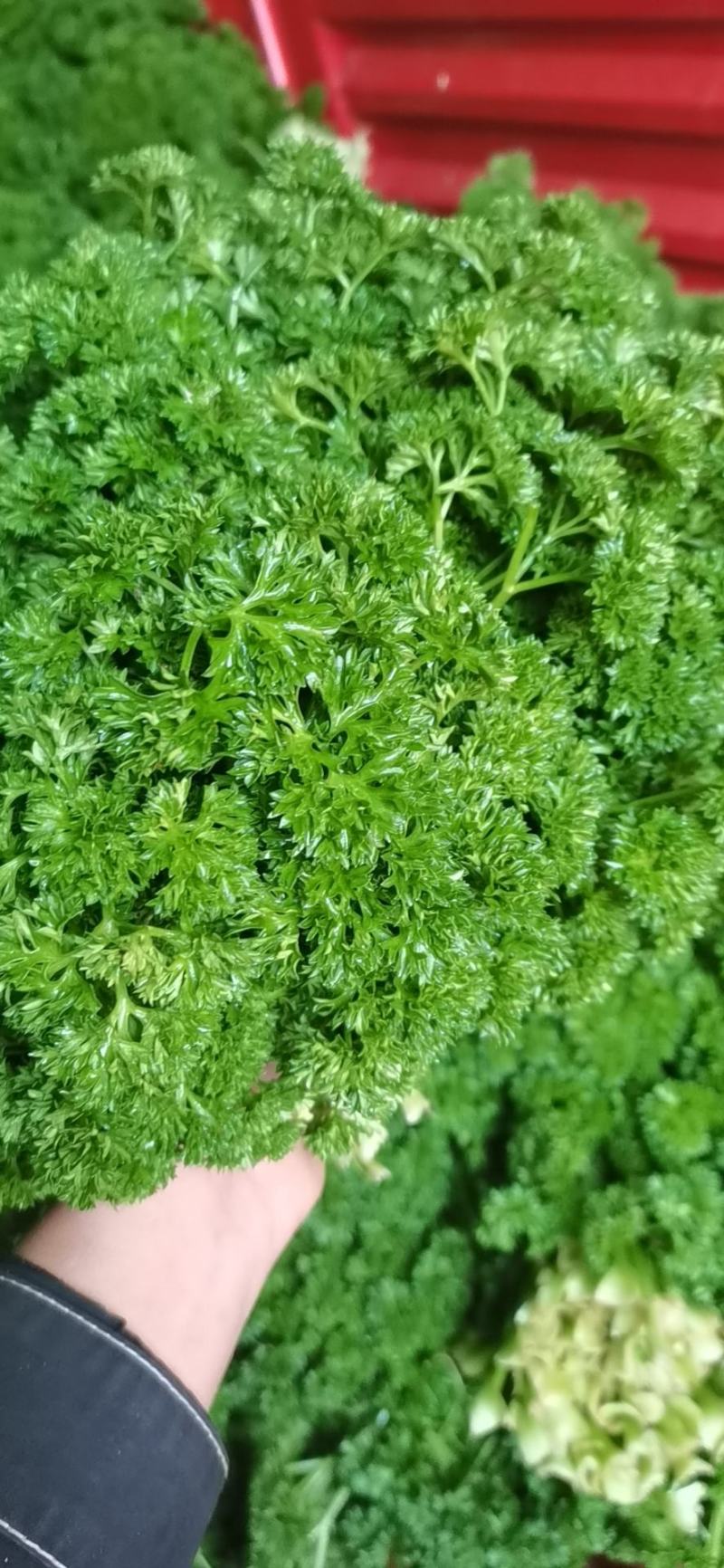 法香，基地直供，没有中间商。