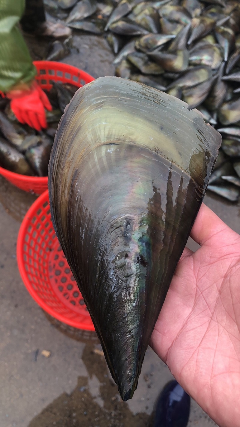 精品鲜贝冰鲜带子，二级带子，烧烤精品烧烤的必备肉大味道好