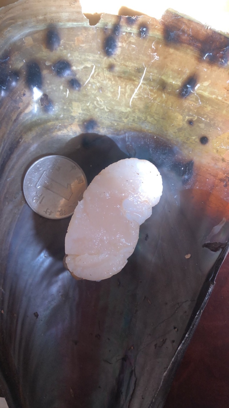 精品鲜贝冰鲜带子，二级带子，烧烤精品烧烤的必备肉大味道好