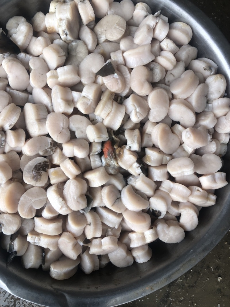 精品鲜贝冰鲜带子，二级带子，烧烤精品烧烤的必备肉大味道好