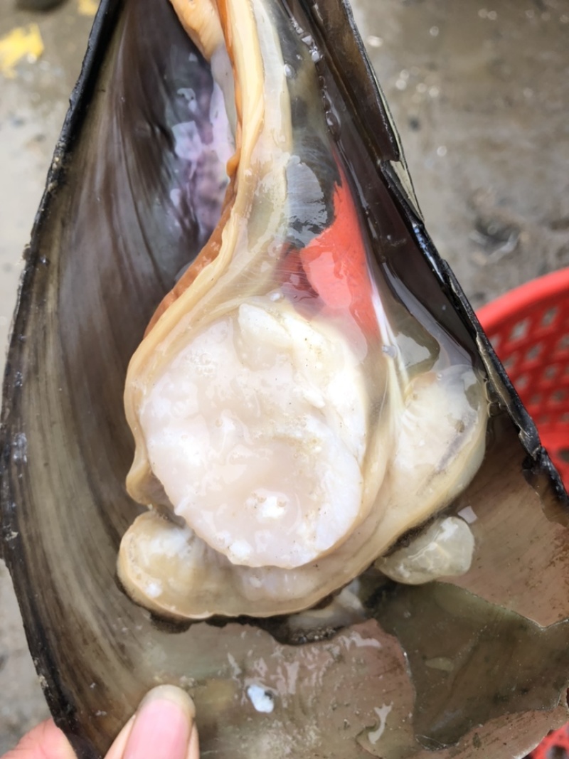 精品鲜贝冰鲜带子，二级带子，烧烤精品烧烤的必备肉大味道好