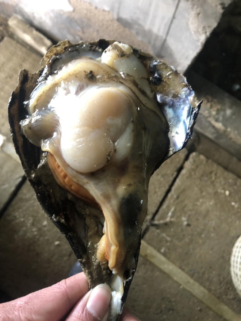 精品鲜贝冰鲜带子，二级带子，烧烤精品烧烤的必备肉大味道好