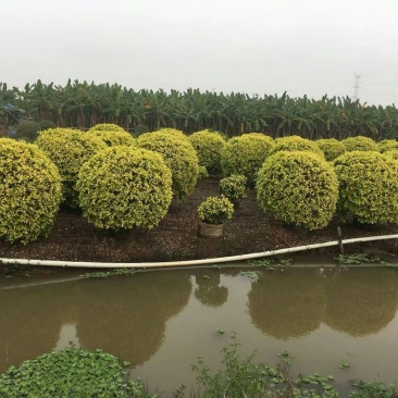 黄金榕黄榕球形散尾市政货各种规格基地大量现货