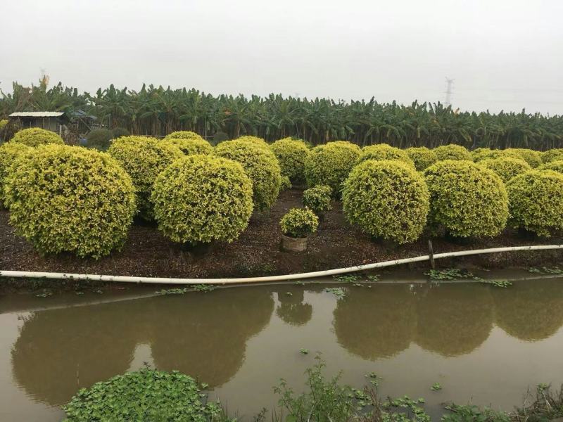 黄金榕黄榕球形散尾市政货各种规格基地大量现货