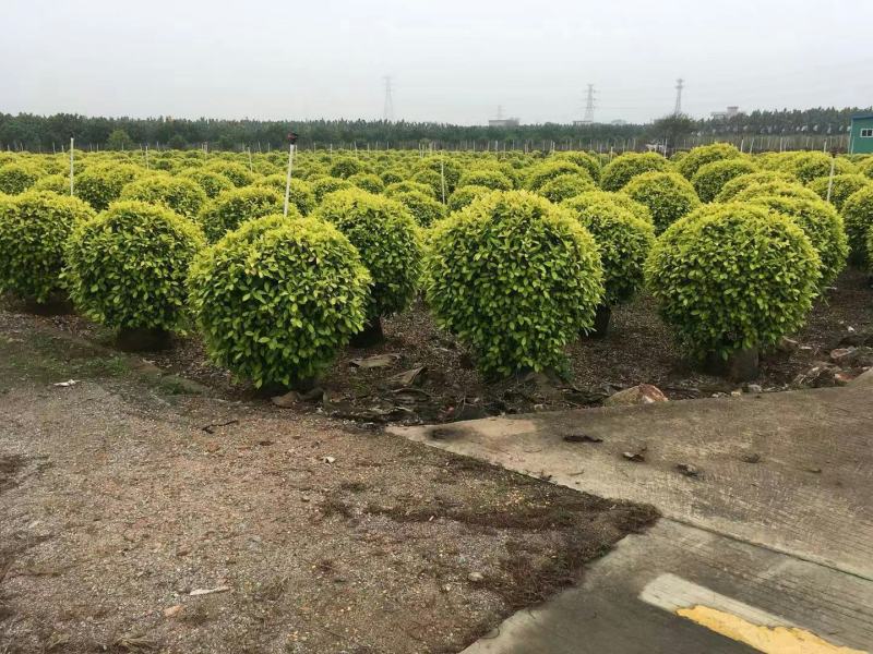 黄金榕黄榕球形散尾市政货各种规格基地大量现货