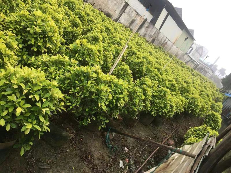 黄金榕黄榕球形散尾市政货各种规格基地大量现货
