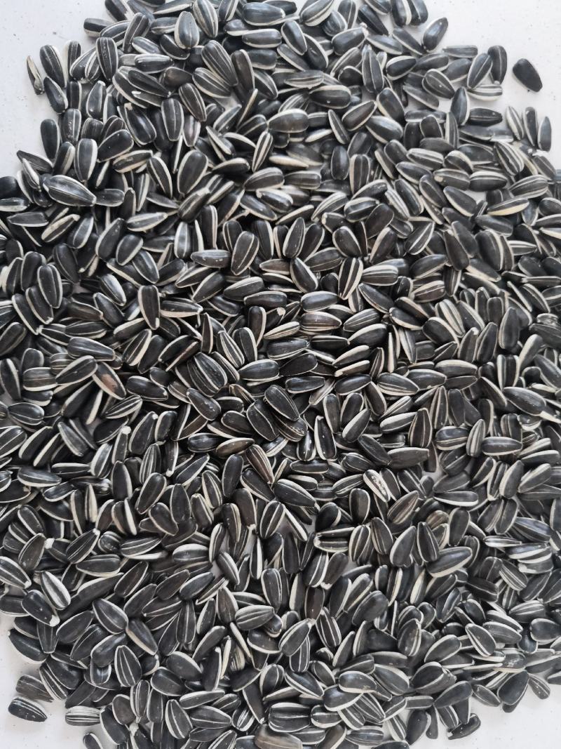 美仁心葵花籽100吨