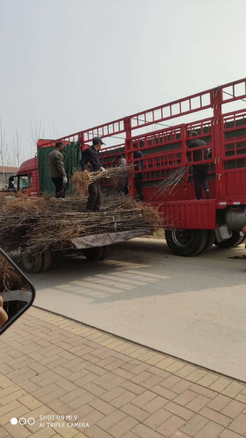 苹果苗，红富士苹果苗，短枝红富士
