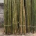 菜架竹子、百香果、瓜豆类竹片