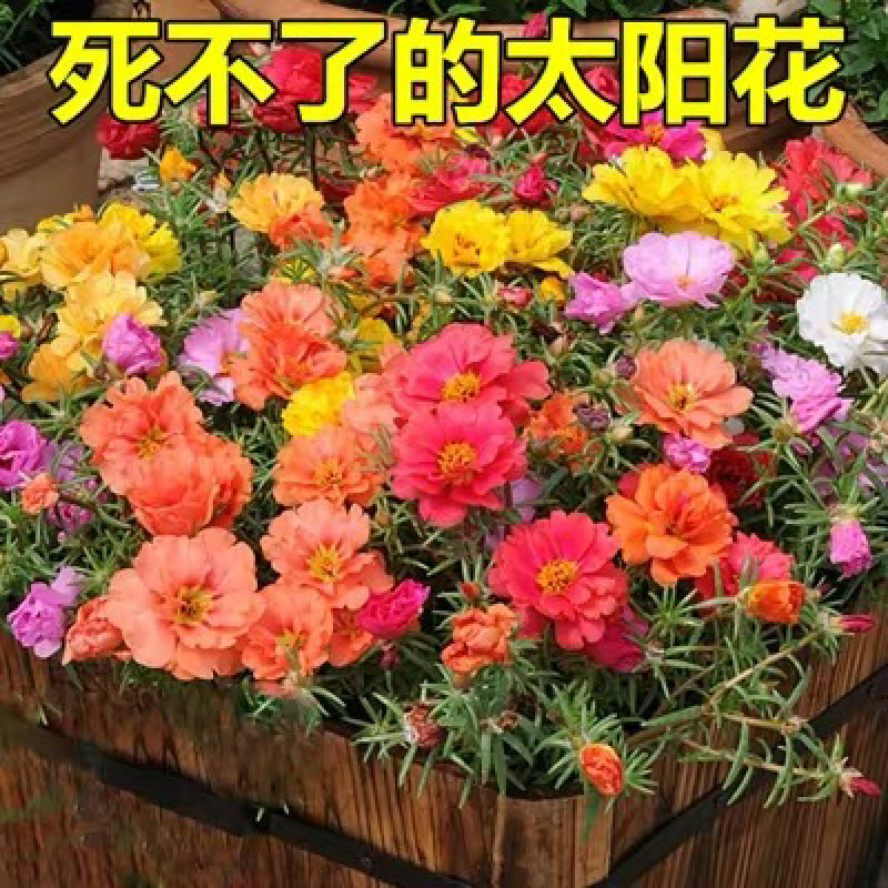 重瓣太阳花种子花籽四季开花易种易活盆栽