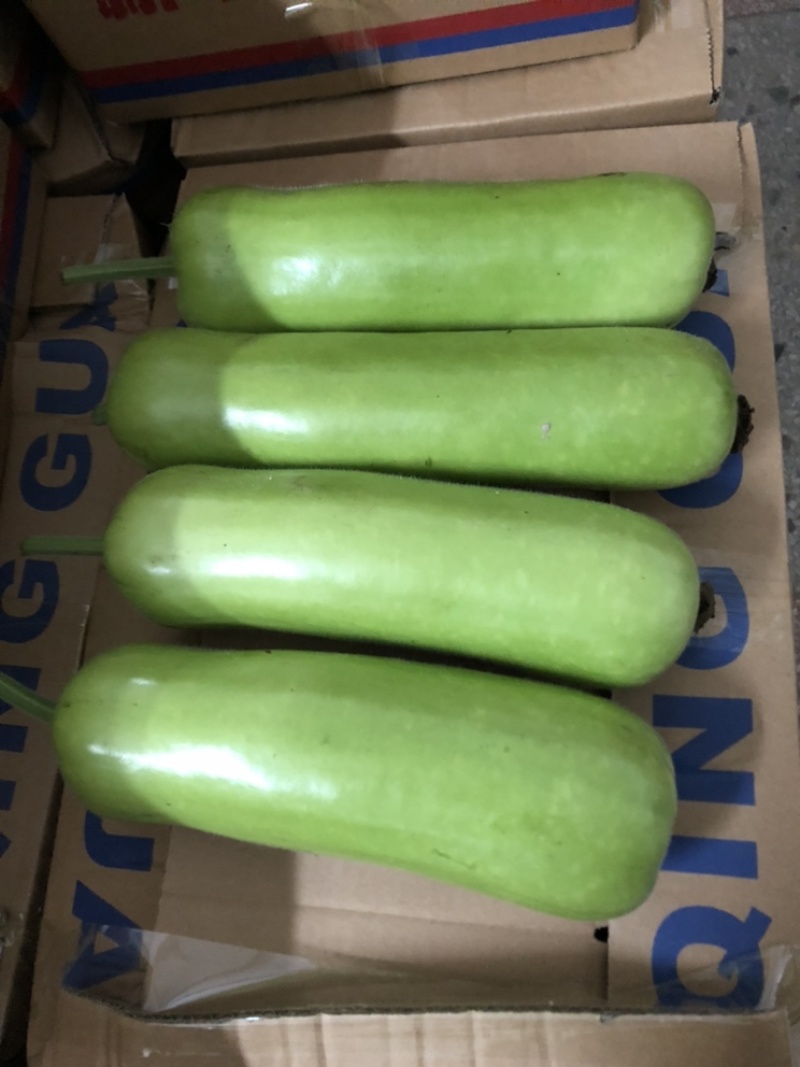 产地新出瓠瓜新苗大量上市