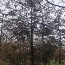 落羽杉水杉池杉中山杉北美红杉等杉木品种全苗圃在江苏盐城