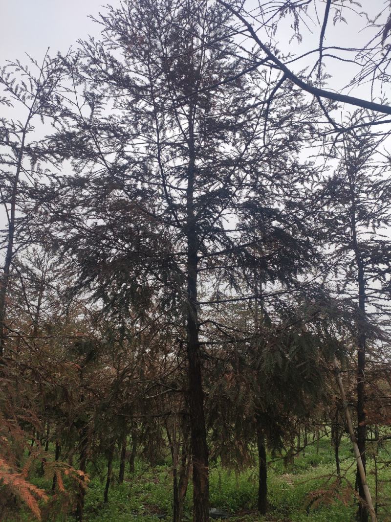 落羽杉水杉池杉中山杉北美红杉等杉木品种全苗圃在江苏盐城