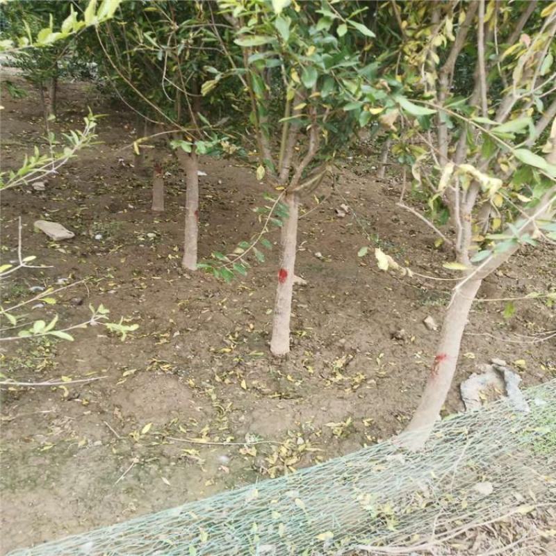 石榴树，盆景石榴：花石榴，果石榴，易成活，