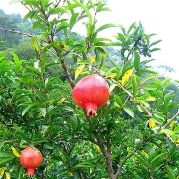 石榴树,盆景石榴:花石榴,果石榴,易成活,