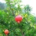 石榴树,盆景石榴:花石榴,果石榴,易成活,