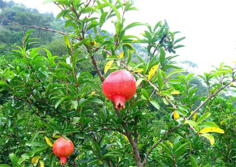 石榴树，盆景石榴：花石榴，果石榴，易成活，