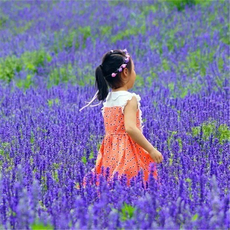 蓝花鼠尾草种子红花鼠尾种子蓝鄂鼠尾草种四季播种多年生宿