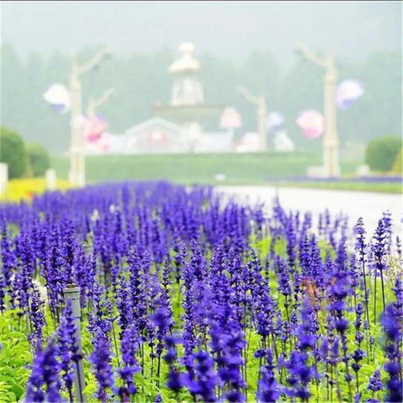 蓝花鼠尾草种子红花鼠尾种子蓝鄂鼠尾草种四季播种多年生宿