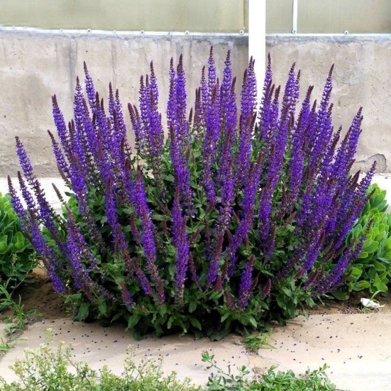 蓝花鼠尾草种子红花鼠尾种子蓝鄂鼠尾草种四季播种多年生宿