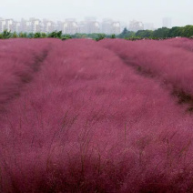 粉黛乱子草种子多年生庭院种植网红毛芒乱子草种子