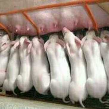 养殖场直供长白仔猪检疫到位全国发货提供技术支持