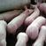 养殖场直供长白仔猪检疫到位全国发货提供技术支持