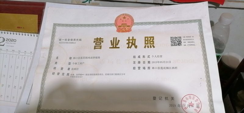 草甸大笨鹅，山林溜达鸡