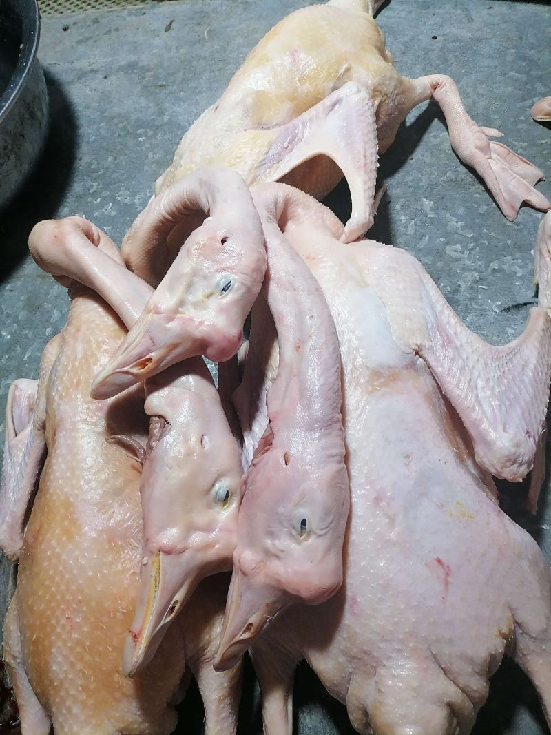 草甸大笨鹅，山林溜达鸡