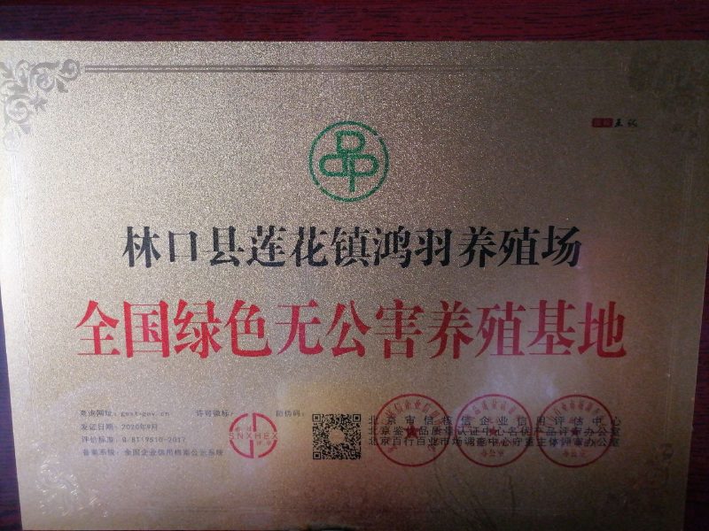 草甸大笨鹅，山林溜达鸡