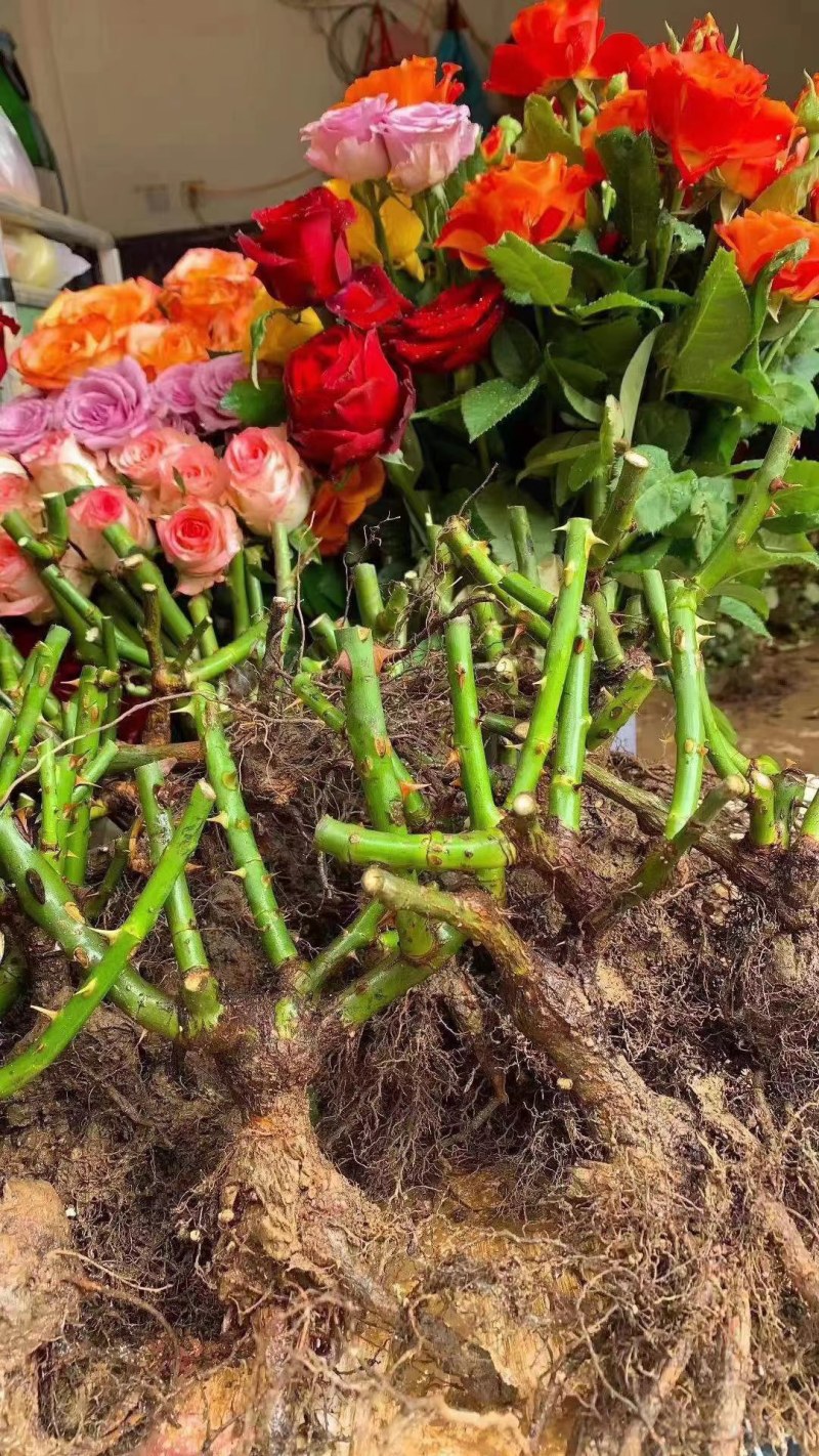 各种玫瑰花苗花色齐全花期长基地直销量大从优