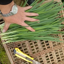 广东省清远韭菜种植基地