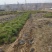 山西油松营养钵苗，油松小苗油松苗油松基地