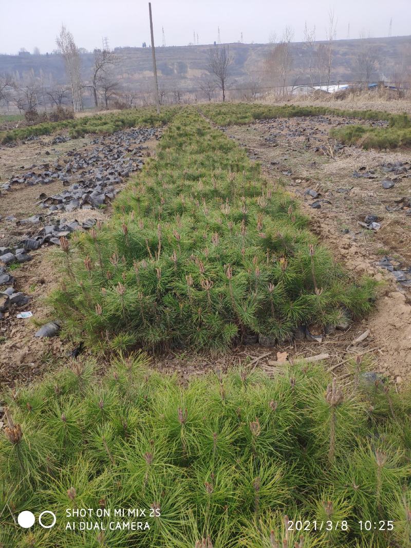 山西油松营养钵苗，油松小苗油松苗油松基地