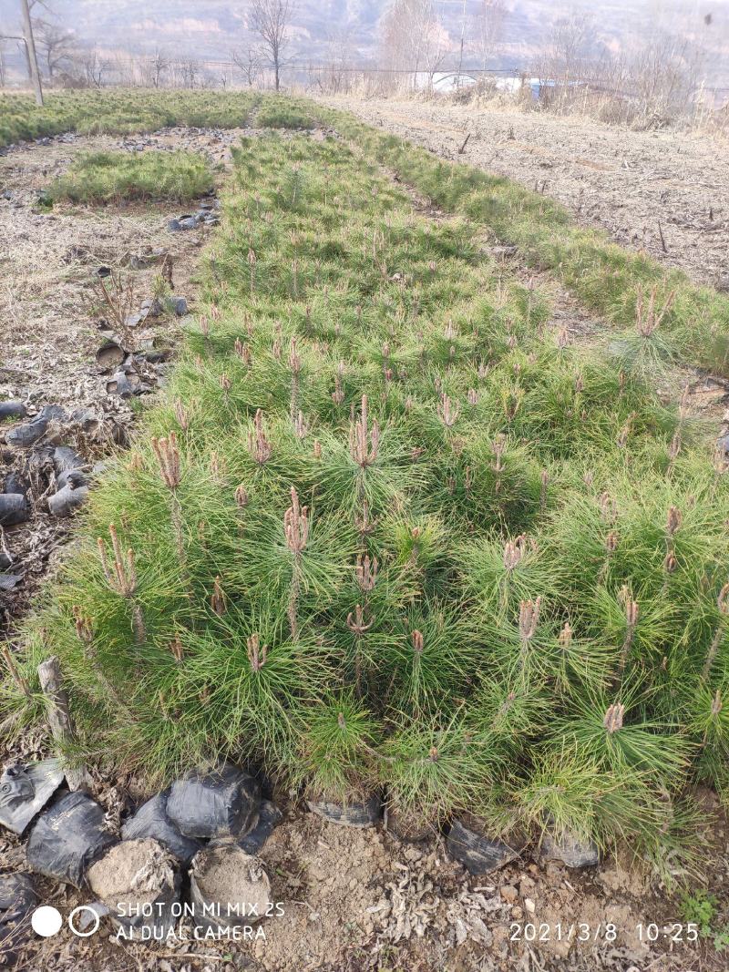 山西油松营养钵苗，油松小苗油松苗油松基地